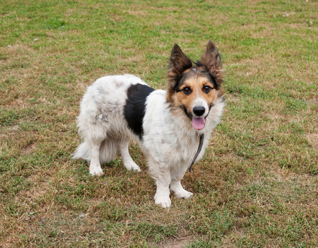 Tricolor dog standing on green grass backgroundの写真素材