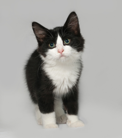 Black and white fluffy kitten sits on gray backgroundの写真素材