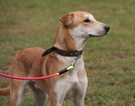 Red dog standing on green grass backgroundの写真素材