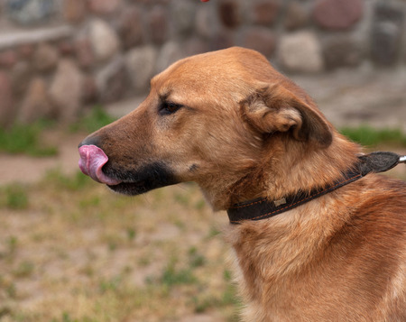 Red dog standing on background of green grassの写真素材