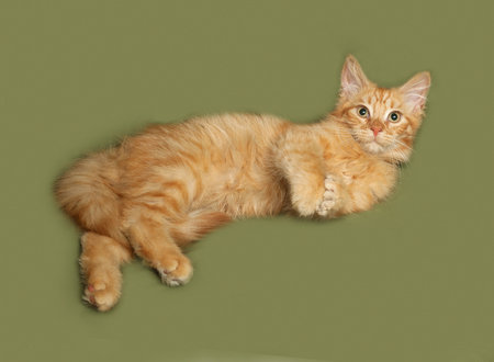 Red fluffy kitten lies on green backgroundの写真素材
