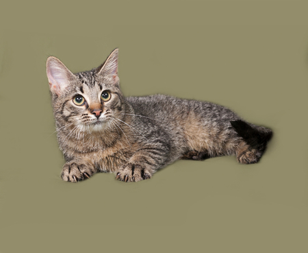 Striped kitten lies on green backgroundの写真素材