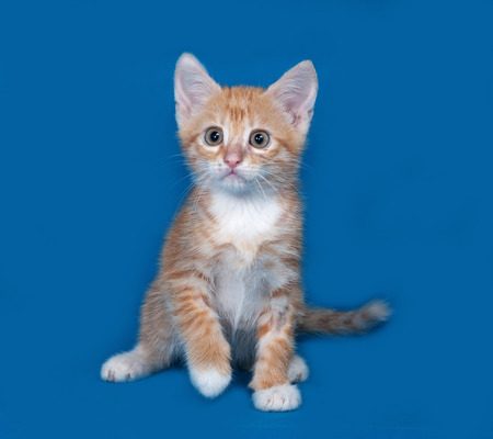 Red and white kitten sitting on blue backgroundの写真素材