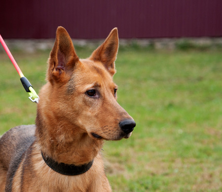 Red dog standing on background of green grassの写真素材