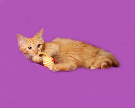Red fluffy kitten lies on lilac backgroundの写真素材
