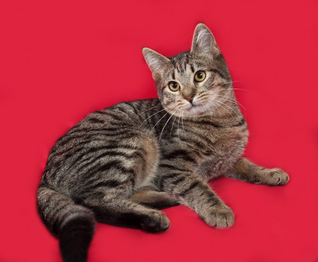 Striped cat lying on red backgroundの写真素材