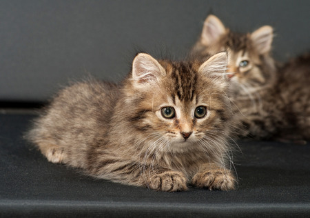 Fluffy Siberian striped kitten sitting on gray backgroundの写真素材