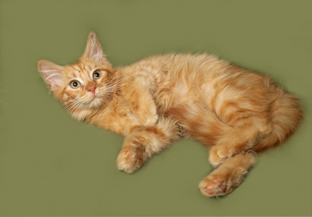 Red fluffy kitten lies on green backgroundの写真素材