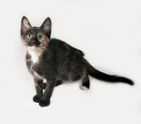 Tricolor kitten standing on gray backgroundの写真素材