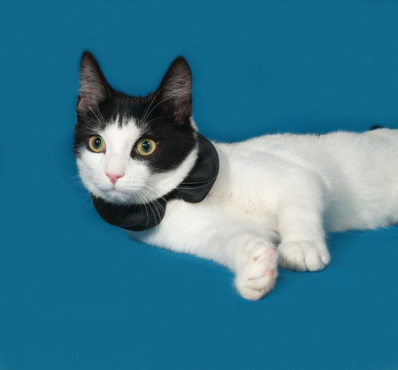 White and black cat lying on blue backgroundの写真素材