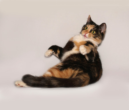 Tricolor young cat lies on gray backgroundの写真素材