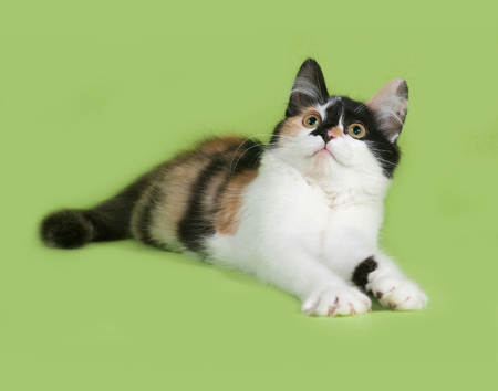 Tricolor fluffy kitten lies on green backgroundの写真素材