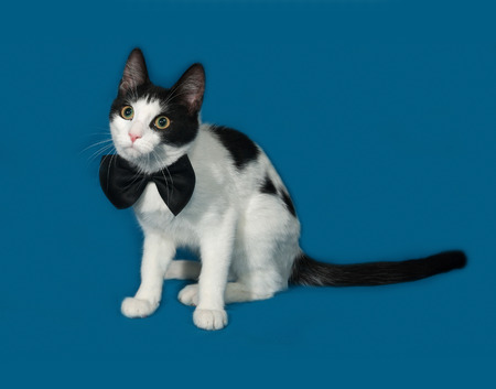 White and black cat sitting on blue backgroundの写真素材