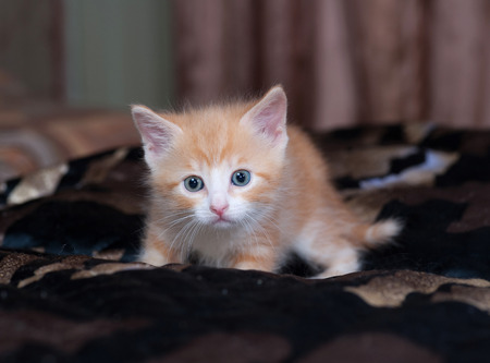 Red and white fluffy kitten standing on black bedの写真素材
