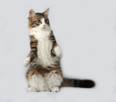 Fluffy white and tabby cat playing on gray backgroundの写真素材