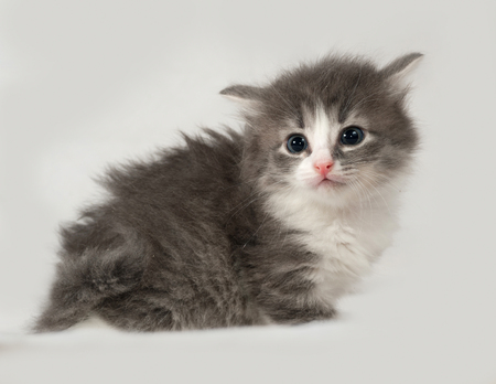 Gray and white fluffy kitten sits on gray backgroundの写真素材
