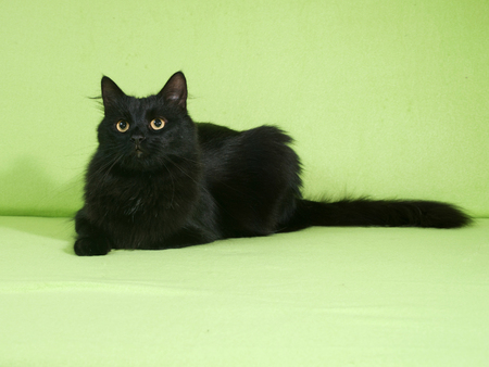 Black fluffy cat lies on green backgroundの写真素材