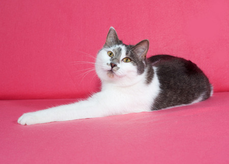 White and gray spotted cat lies on pink backgroundの写真素材
