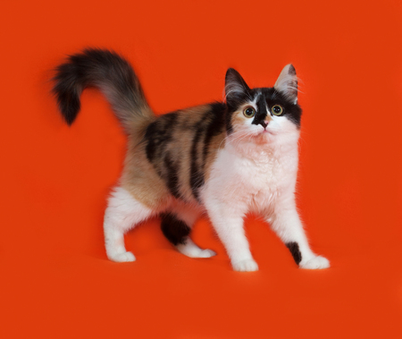 Tricolor fluffy kitten standing on orange backgroundの写真素材