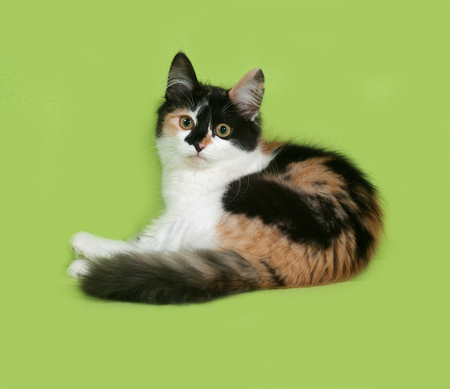 Tricolor fluffy kitten lies on green backgroundの写真素材