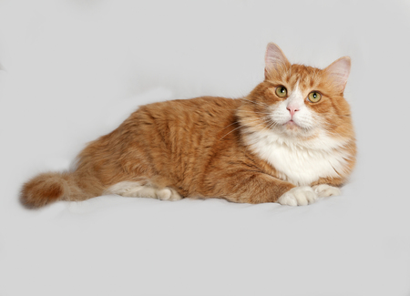 Red and white fluffy cat lies on gray backgroundの写真素材