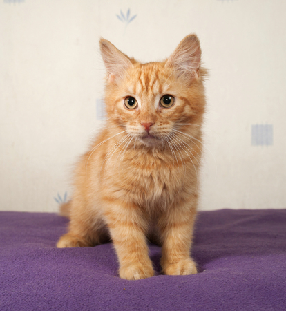 Red kitten sitting on lilac bedの写真素材