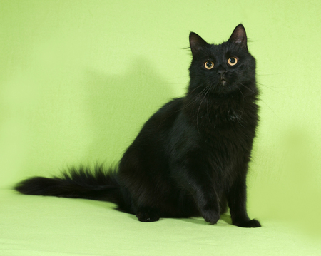 Black fluffy cat sits on green backgroundの写真素材
