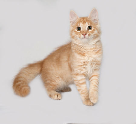 Red fluffy kitten sitting on gray backgroundの写真素材