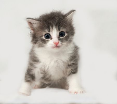 Gray and white fluffy kitten sits on gray backgroundの写真素材
