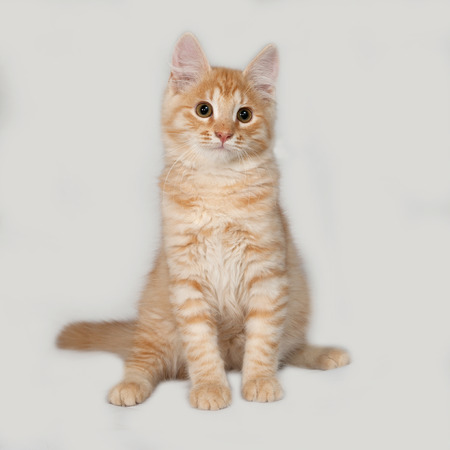 Red fluffy kitten sitting on gray backgroundの写真素材