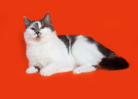 White and gray spotted cat lies on orange backgroundの写真素材