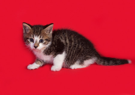 Striped and white kitten sitting on red backgroundの写真素材