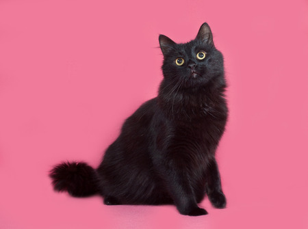 Black fluffy cat sitting on pink backgroundの写真素材