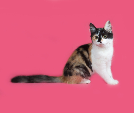 Tricolor fluffy kitten lies on pink backgroundの写真素材