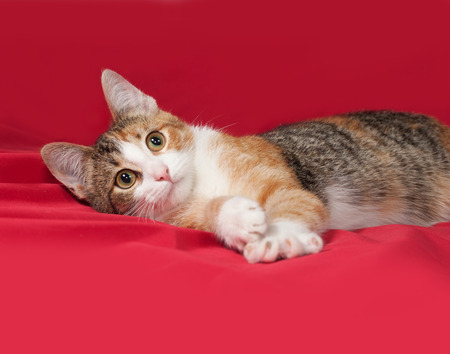 Tricolor kitten lies on red backgroundの写真素材