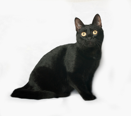 Black cat sitting on gray backgroundの写真素材
