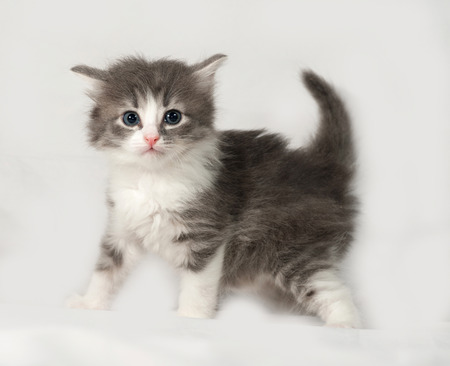Gray and white fluffy kitten standing on gray backgroundの写真素材