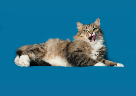 Striped fluffy Siberian cat lies on blue backgroundの写真素材