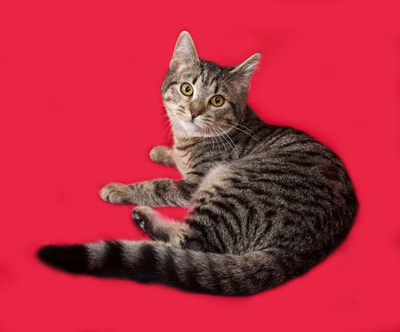Striped cat lying on red backgroundの写真素材