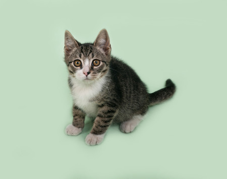 White and striped kitten sitting on green backgroundの写真素材