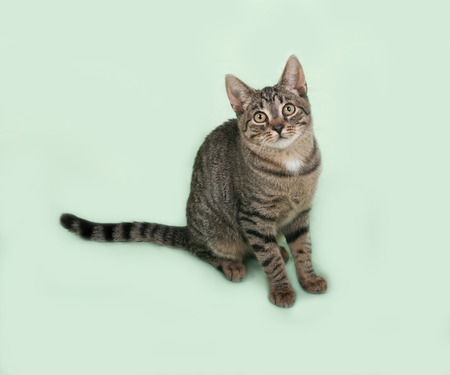 Tabby kitten sitting on green backgroundの写真素材