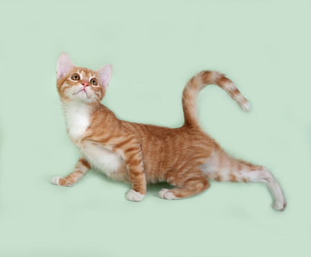 Red and white kitten going on green background