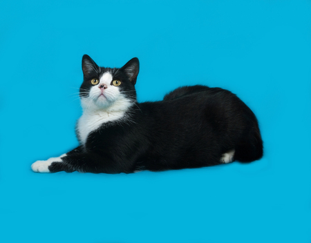 White and black cat lies on blue backgroundの写真素材