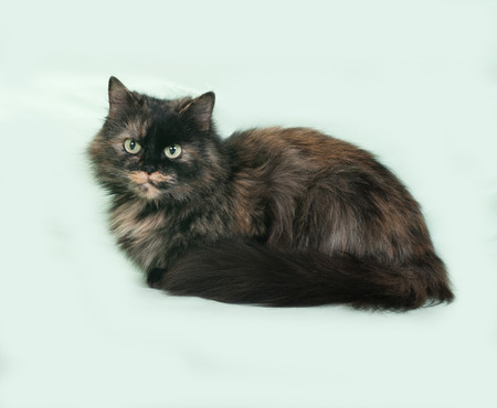 Tricolor cat sits on green backgroundの写真素材
