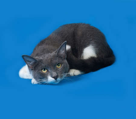 Gray and white cat lying on blue backgroundの写真素材