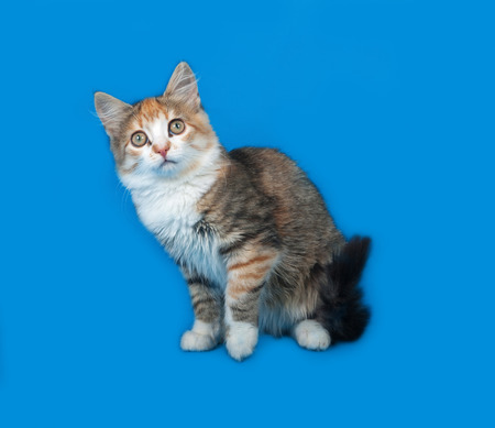 Fluffy tricolor kitten sitting on blue backgroundの写真素材