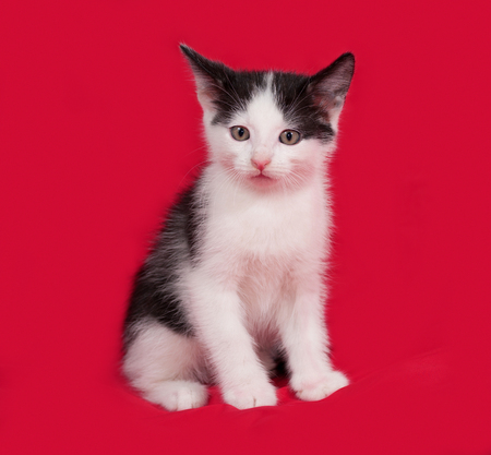Black and white kitten sitting on red backgroundの写真素材