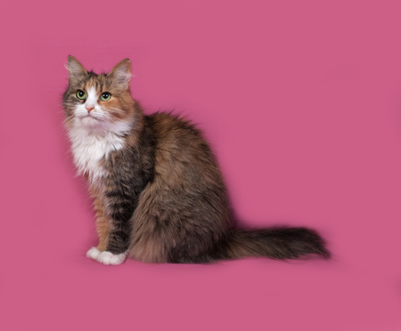 Tricolor fluffy cat sits on pink backgroundの写真素材