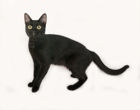 Black cat standing on gray backgroundの写真素材