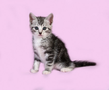 Striped gray kitten sitting on pink backgroundの写真素材
